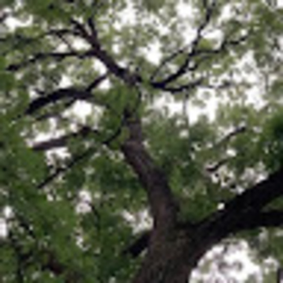 leviandtree